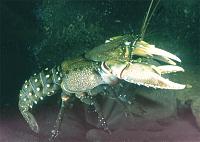     
: Euastacus%20armatus%20Murray%20River%20crayfish.jpg
: 237
:	81.6 
ID:	68906