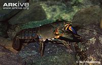     
: Yabbie-crayfish.jpg
: 235
:	73.3 
ID:	77995