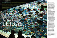     
: 20_21-Pleas-for-Tetras_lg.jpg
: 187
:	212.4 
ID:	595447