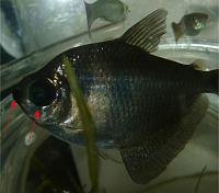     
: sick fish 1.jpg
: 1372
:	225.1 
ID:	327958