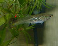     
: sick fish 4.jpg
: 1174
:	209.8 
ID:	327961