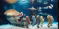     
: newport-aq-scuba-santa.jpg
: 249
:	38.7 
ID:	292752