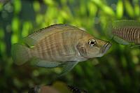     
: Altolamprologus compressiceps.jpg
: 210
:	43.0 
ID:	598805