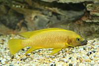     
: Neolamprologus leleupi.jpg
: 197
:	61.6 
ID:	598806