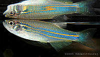     
: Danio-kerri.jpg
: 295
:	43.6 
ID:	468519