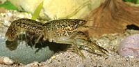     
: Marble crayfish 2.jpg
: 930
:	43.5 
ID:	54419