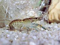     
: Marble crayfish 3.jpg
: 1733
:	65.8 
ID:	54420
