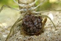     
: Marble crayfish 4.jpg
: 844
:	42.3 
ID:	54421