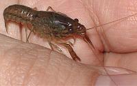     
: Marble crayfish 5.jpg
: 857
:	37.4 
ID:	54422