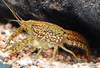 Нажмите на изображение для увеличения
Название: Marble crayfish 1.jpg
Просмотров: 460
Размер:	143.8 Кб
ID:	54427