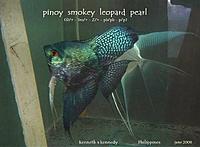     
: pinoysmokeyleopard.jpg
: 240
:	40.4 
ID:	519878