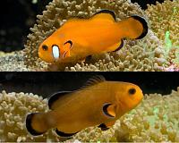     
: Amphiprion ocellaris -Zuchtformen .jpg
: 489
:	74.1 
ID:	52725