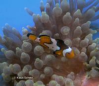     
: Amphiprion ocellaris -Zuchtformen 1.jpg
: 522
:	117.0 
ID:	52726