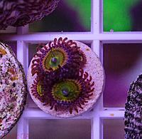     
: zoa sunny delight.jpg
: 177
:	1.22 
ID:	643586