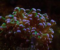     
: Euphyllia divisa.jpg
: 139
:	696.8 
ID:	657127