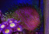     
: Sarcophyton.jpg
: 141
:	939.3 
ID:	657135