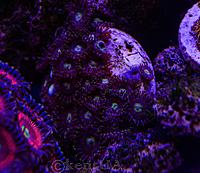     
: Zoa 1.jpg
: 129
:	621.1 
ID:	657139