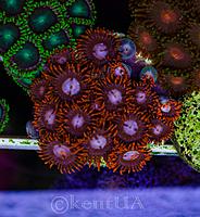     
: Zoa Fire and ice 1.jpg
: 128
:	671.7 
ID:	657140