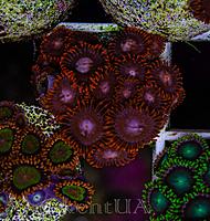     
: Zoa Fire and ice 2.jpg
: 162
:	985.8 
ID:	657141