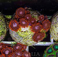     
: Zoa Fire and ice 3.jpg
: 130
:	1.53 
ID:	657142