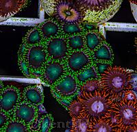     
: Zoa Radioactive dragon eye 2.jpg
: 115
:	1.24 
ID:	657145