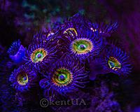     
: Zoa Sunny day 1.jpg
: 150
:	695.4 
ID:	657148