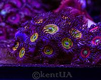     
: Zoa Sunny day 2.jpg
: 123
:	673.9 
ID:	657149