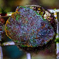     
: Acanthastrea echinata tricolor 4.jpg
: 83
:	1.21 
ID:	659512