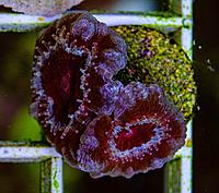     
: Acanthastrea lordhowensis2.jpg
: 96
:	1,009.5 
ID:	660507