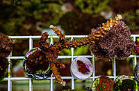     
: Acropora yellow-green   .jpg
: 155
:	892.9 
ID:	660509