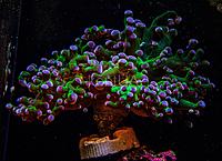     
: Euphyllia divisa.jpg
: 148
:	634.0 
ID:	660516