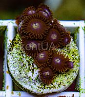     
: Zoas1.jpg
: 108
:	1.07 
ID:	660521