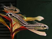     
: somik-pigmej-corydoras-pygmaeus.jpg
: 187
:	43.8 
ID:	665754