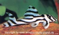     
: Hypancistrus zebra.jpg
: 1649
:	13.5 
ID:	42222