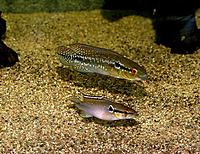     
: Pike-Cichlid-or-Crenicichla-saxatilis.jpg
: 278
:	94.0 
ID:	679305