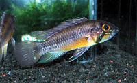     
: Apistogramma atahualpa -male.jpg
: 624
:	61.5 
ID:	89379