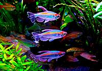     
: tetra-kongo---phenacogrammus-interruptus_1.jpg
: 167
:	119.4 
ID:	674671