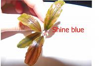     
: shine blue.jpg
: 616
:	33.9 
ID:	358425