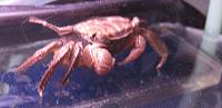     
: Crab.jpg
: 651
:	274.5 
ID:	75527