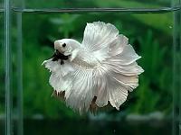     
: betta.jpg
: 489
:	33.7 
ID:	115869