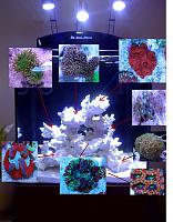     
: coral placement.JPG
: 546
:	155.6 
ID:	253436