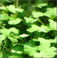     
: Hydrocotyle tripartita 2.jpg
: 503
:	689.5 
ID:	70688