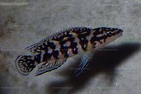     
: J.Transcriptus Gombe.jpg
: 277
:	110.2 
ID:	324190