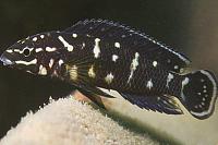     
: Julidochromis-marlieri-Gombe.jpg
: 235
:	61.0 
ID:	329046