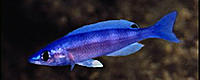     
: Cyprichromis-leptosoma-Mpimbwe-neon.jpg
: 654
:	19.9 
ID:	486216