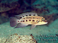 Нажмите на изображение для увеличения
Название: chalinochromis-ndobhoi-bulupoint.jpg
Просмотров: 305
Размер:	37.7 Кб
ID:	486347
