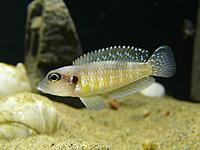     
: lamprologus_voutona.jpg
: 299
:	67.8 
ID:	486350