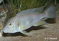 Нажмите на изображение для увеличения
Название: Limnochromis_staneri1.jpg
Просмотров: 291
Размер:	28.8 Кб
ID:	486354