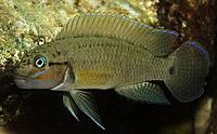     
: Telmatochromis_temporalis .jpg
: 305
:	18.9 
ID:	486371