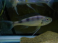     
: H. microlepis.jpg
: 309
:	242.7 
ID:	486387